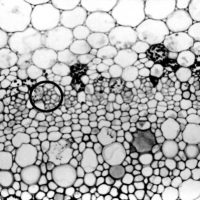 A to Z of scanning electron microscopy (SEM)